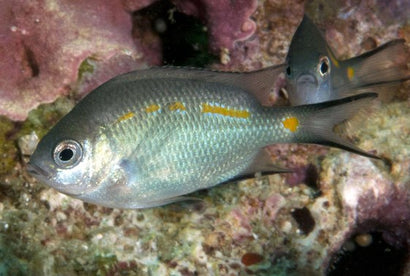 Orange Line Chromis