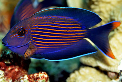 Orange Stripe Tang