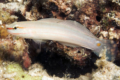 Orange Marked Goby
