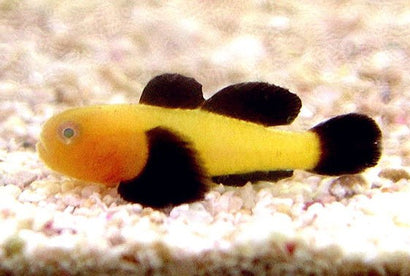 Panda Goby