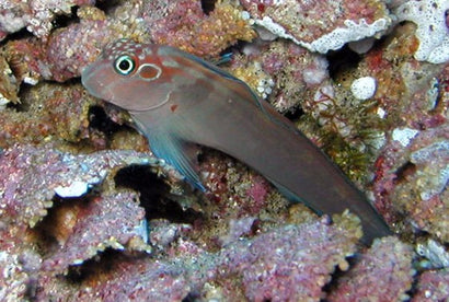Pink Banded Blenny