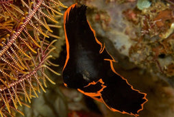 Pinnatus Batfish