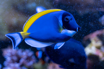 Tangs (Surgeonfish)