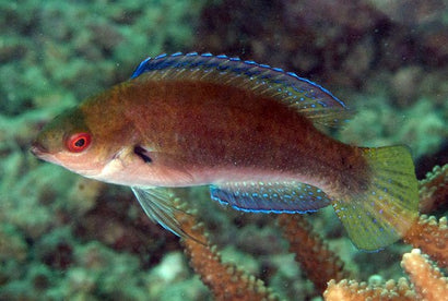 Punctatus Fairy Wrasse: Male