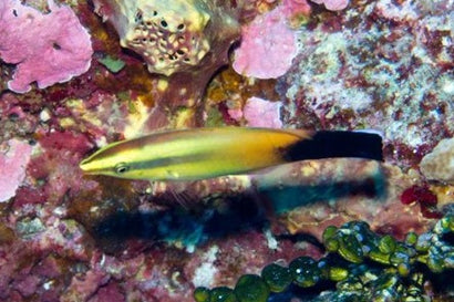 Red Lip Cleaner Wrasse