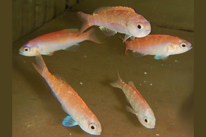 Sailfin Anthias: Female