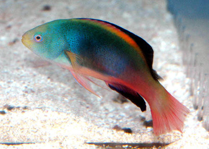 Scott's Velvet Wrasse: Female