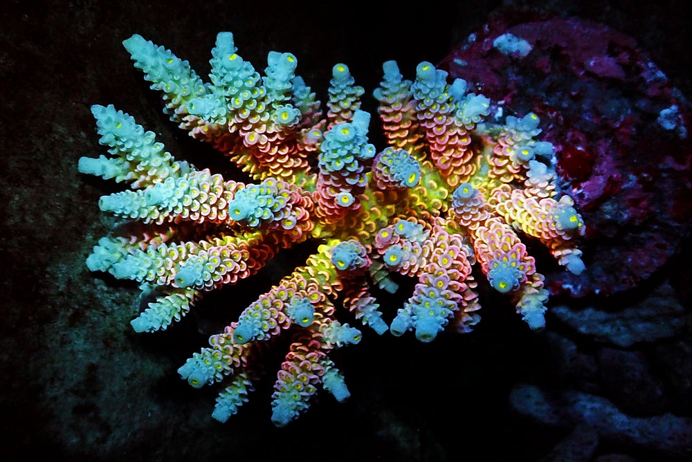 Cultured Corals