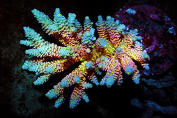 Cultured Corals