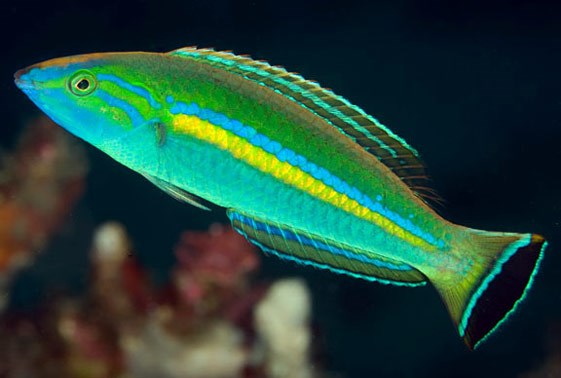 Pencil Wrasse: Green