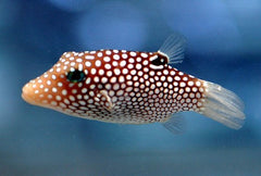 Spotted Puffer