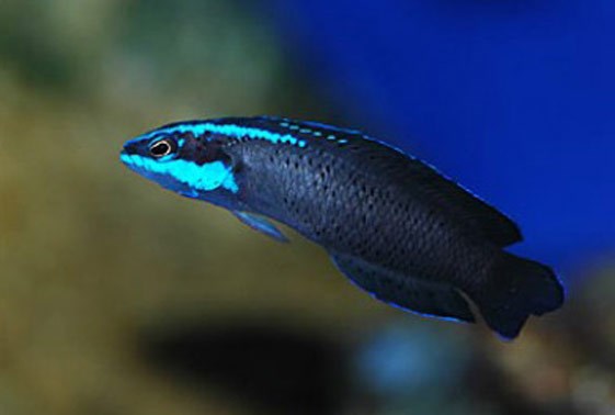 Springeri Pseudochromis – Sea Dwelling Creatures