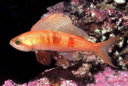 Sailfin Anthias: Male