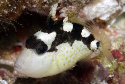 Stellatus (Starry) Trigger