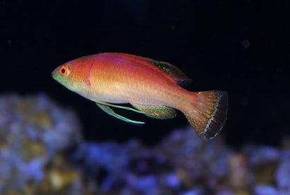 Sunset Fairy Wrasse: Female
