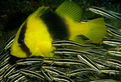 Two Banded Grouper