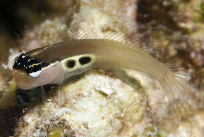 Two Spot Blenny