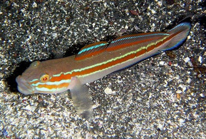Virgo Goby