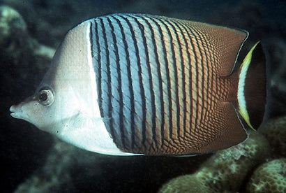 Mesoleucos Butterfly