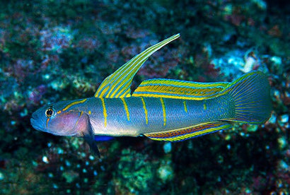 White Girdled Goby