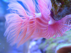 Worms